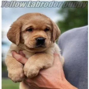 Looking for yellow Labrador Breeders in Alabama