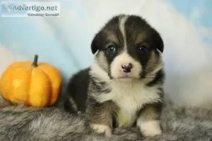 Goofy male Pembroke Welsh Corgi