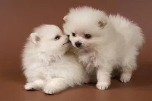 Two Awesome T-Cup Pomeranian Puppies