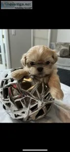 Shih Tzu Puppies
