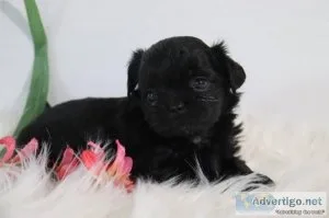 Cappuccino Female Shihpoo