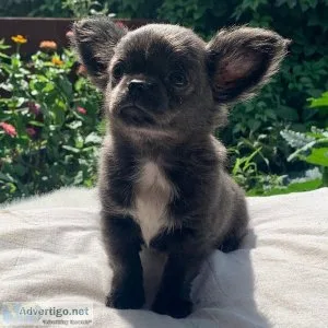 Adorable Puppies from champion bloodlines