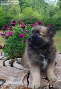Pomeranian Puppy