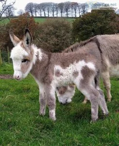 Lovely MaleFemale Miniature Donkey For Sale