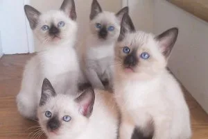 9 Siamese Kittens