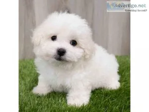 Registered Bichon Frise