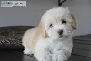 AKC Havanese Puppies Males and Females available