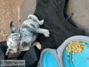 French bulldog puppies