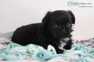 Latte male Shihpoo