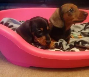 A KC Dachshund puppies