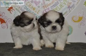 Happy Shih Tzu Puppies