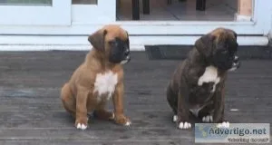 A KC Boxer Puppies