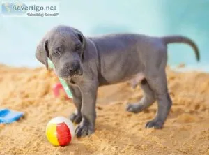 AKC Great Dane Puppies