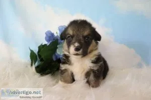 Stitch male Pembroke Welsh Corgi