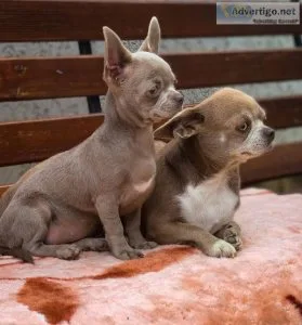 Gorgeous chihuahua puppies available