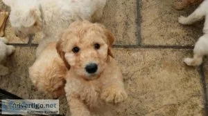 Labardoodle puppies