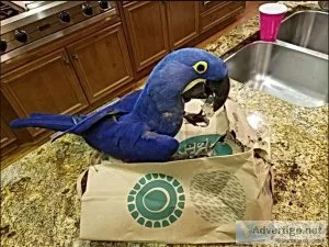 Hyacinth macaw parrots for adoption