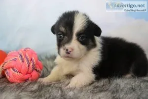 Minnie Female Pembroke Welsh Corgi
