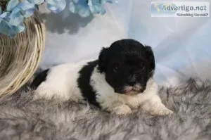 Levi male Shihpoo