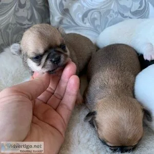 Fiercely loyal chihuahua puppies from top lineage (202)978-8737