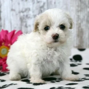 MALTIPOO PUPPIES