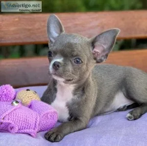 Cute chihuahua Puppies for Adoption