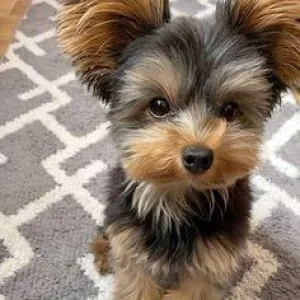2 TOY Yorkie puppies-450 (1 female1 male)