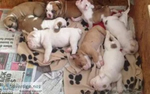 English Bulldog Puppies