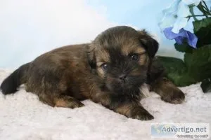 Americano male Shihpoo