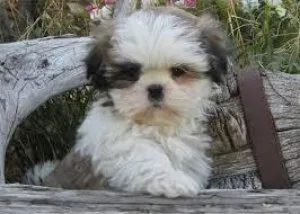 well talented shih tzupuppies for sale