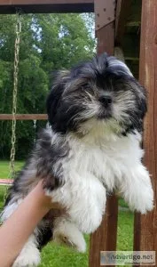 Teddy Bear puppies for sale