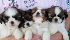 three shih tzu puppies for sale