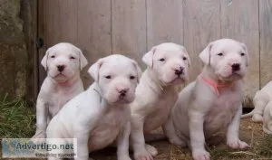 2 Dogo Argentino Puppies