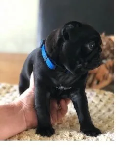 Gorgeous Black Pug Puppies