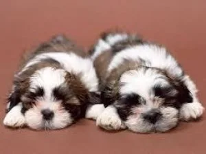 Gorgeous Male and Female shih tzu puppies for a good home