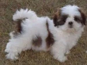 Shih Tzu male and female puppies adoption