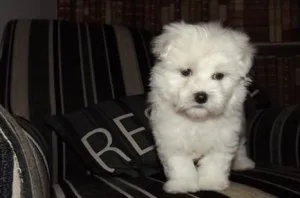 Maltesse puppies 2 boy and girl