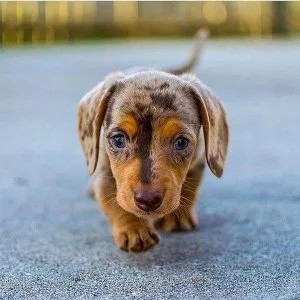 male and female Dachshund puppies