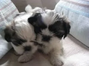 Adorable shih tzu Puppies for Adoption