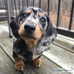 Dachshund Puppies Needs a New Family