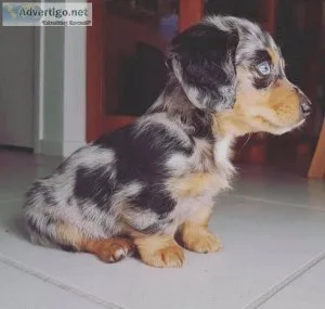 Dachshund for Adoption