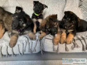 German Shepherd puppies looking for a forever home