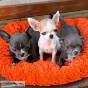 Beautiful smooth coat Puppies ready