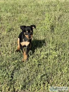 Miniature Pinschers - purebred