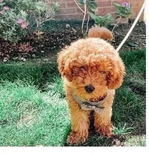 Kind Toy Poodle Puppies