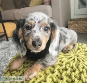 AKC Dachshund puppies.