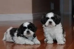 Adorable male and female shih tzu puppies for free adoption