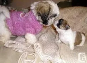 Adorable Shih Tzu Puppy for Sale