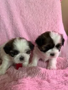 Shih Poo pups for Sale