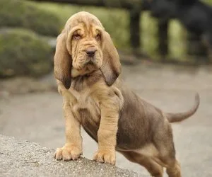 AKC Reg Bloodhound puppies